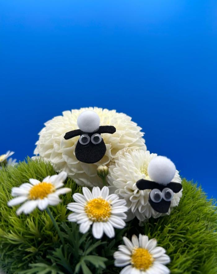 The Wooly Sheep Family
