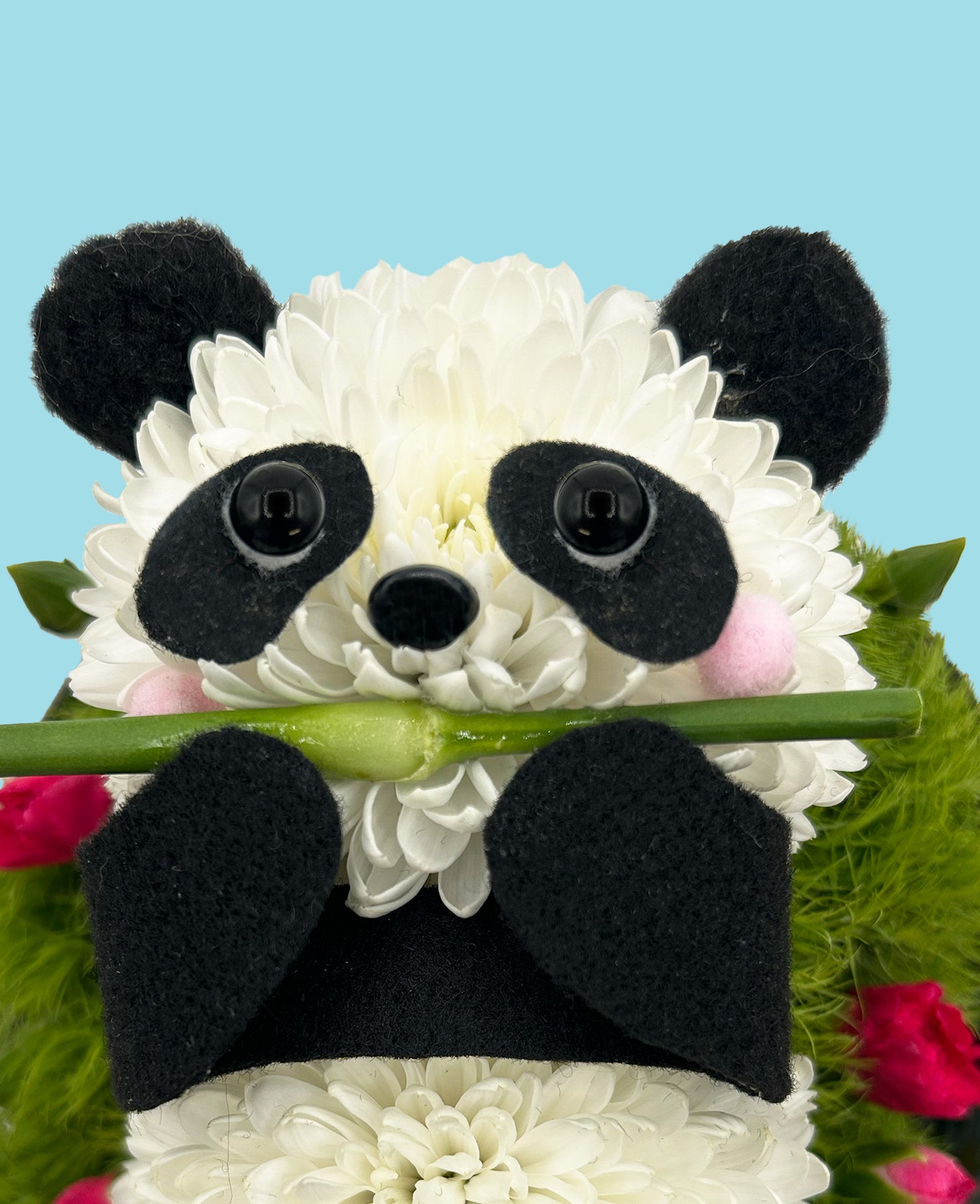 Peter  Panda – calm, cool, covered in blooms