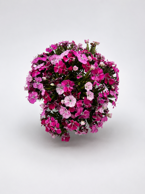 Jimmy Chew- dapper and fully in bloom